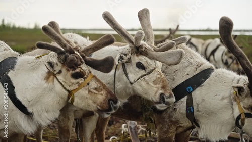 Close-Up of Harnessed Reindeer Herd in Tundra