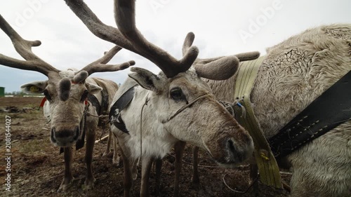 Harnessed Reindeer Team on Arctic Tundra Close Up with Antlers