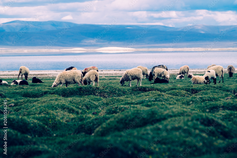 Fototapeta premium A flock of sheep grazes among lush pasture at the foot of the Himalayas.