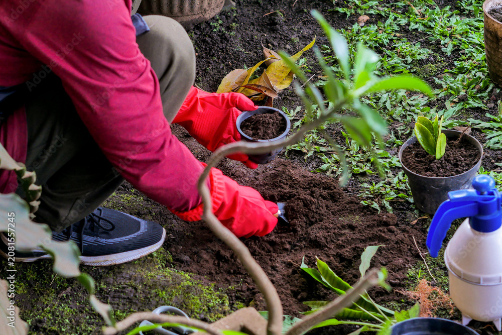 Fototapeta premium Gardener Wearing Rubber Gloves Crouching in Backyard Garden, Filling Small Plastic Pot