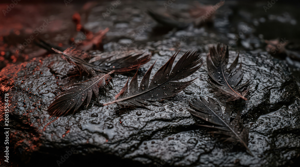 Fototapeta premium Burnt feathers lie on charred remains after intense heat destruction event outdoors