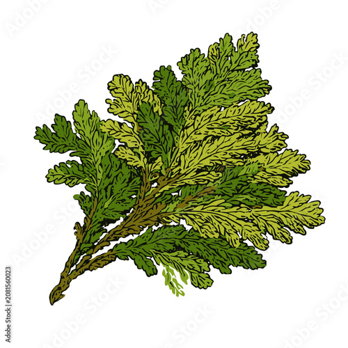 Green fern fronds illustration