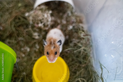 Cuadro en lienzo Cute syrian hamster looking out of its cage with hay