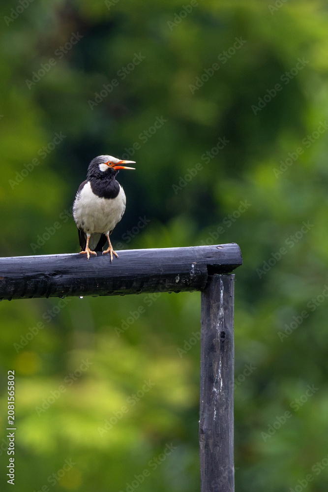 Fototapeta premium Asian Pied Starling Perched on a Rail