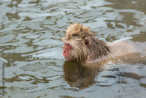 фотографія A wild monkey is swimming in a natural hot spring deep in the mountains of Japan