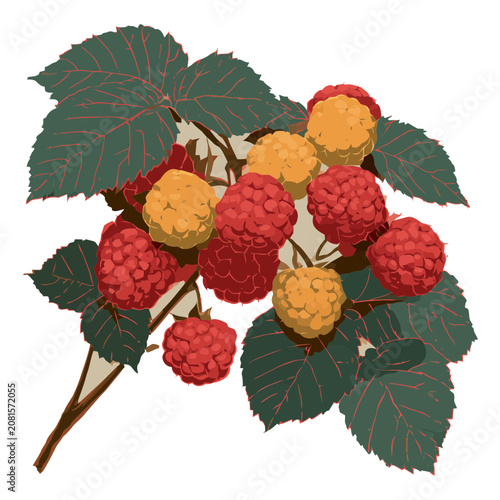 Raspberry Branch with Red and Yellow Berries and Leaves