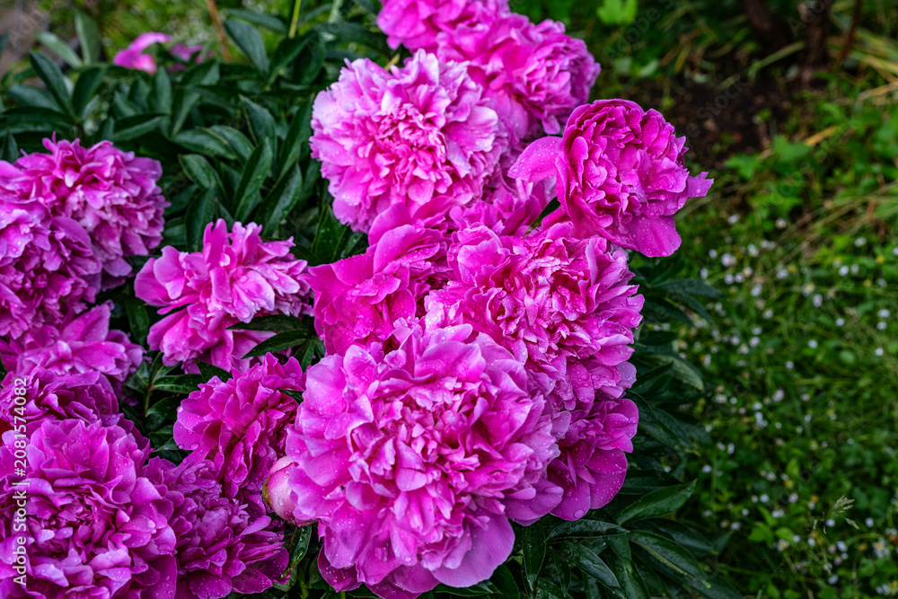 Fototapeta premium Beautiful purple peonies in the garden. Flowering purple peonies in the garden.