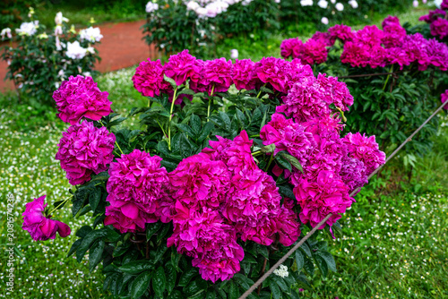 Beautiful purple peonies in the garden. Flowering purple peonies in the garden.