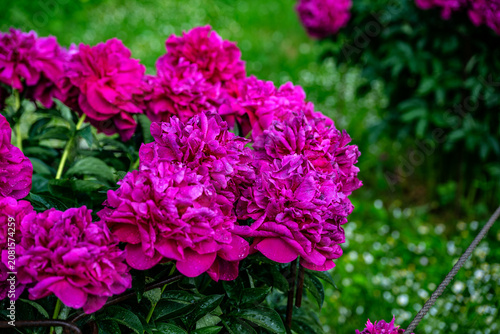 Beautiful purple peonies in the garden. Flowering purple peonies in the garden.