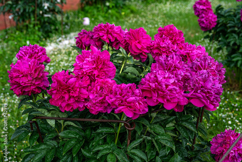 Beautiful purple peonies in the garden. Flowering purple peonies in the garden.