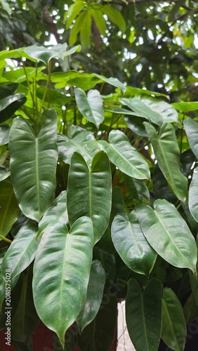 green leaves in the garden