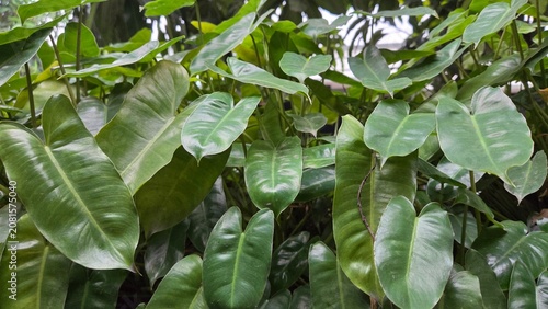 green leaves in the sun