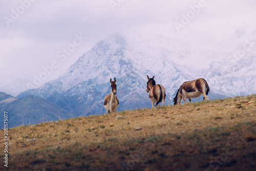 Photography Tibetan wild asses roam freely at the foot of the Himalayas.