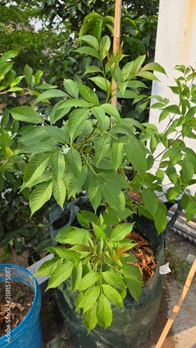 plants in a garden