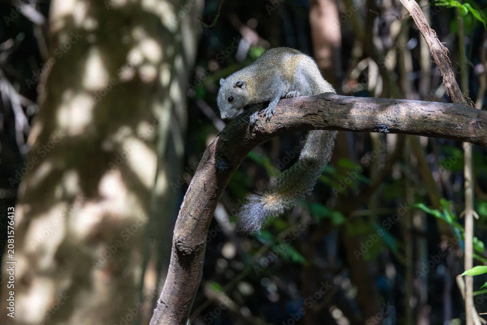 Fototapeta premium Tree Squirrel Climbing Down a Branch