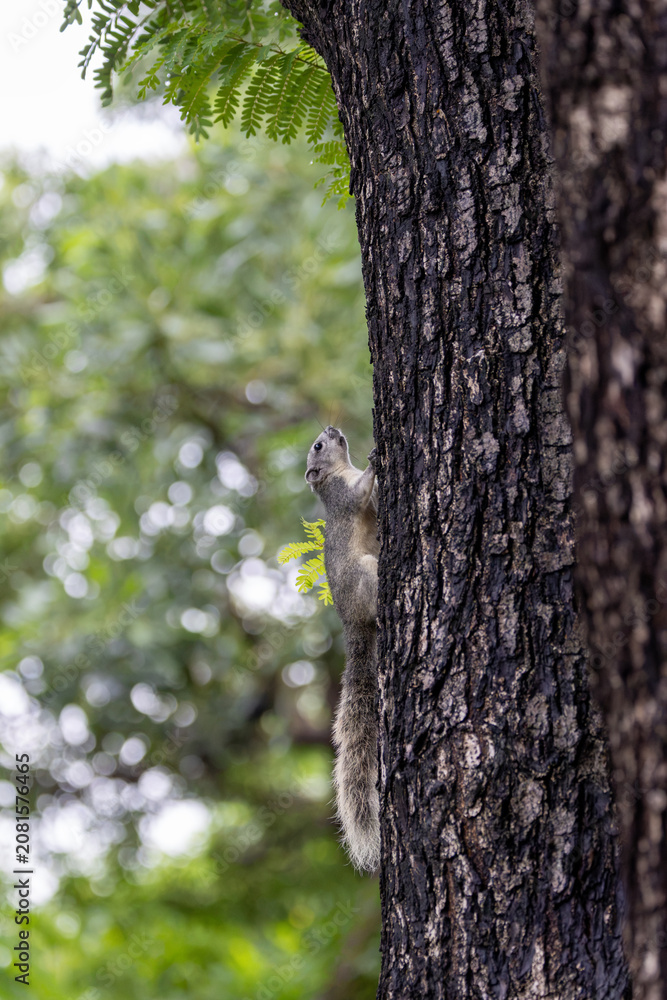 Obraz premium Tree Squirrel Climbing a Park Tree Trunk