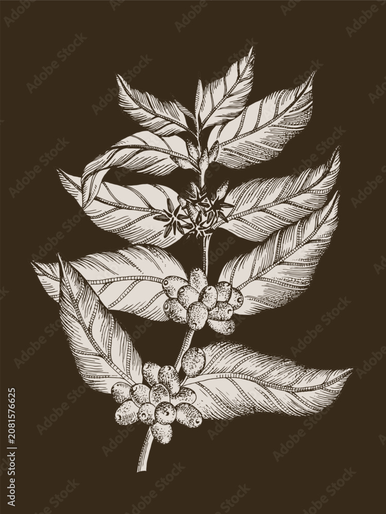 Fototapeta premium Hand drawn coffee tree branch