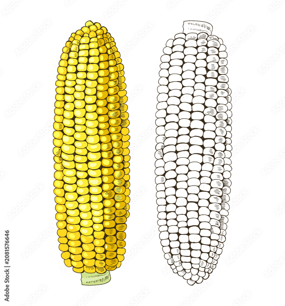 Fototapeta premium Corn cobs hand drawn vector illustration