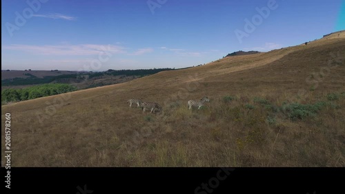 Majestic zebras grazing on rugged hillside beneath glowing African horizon