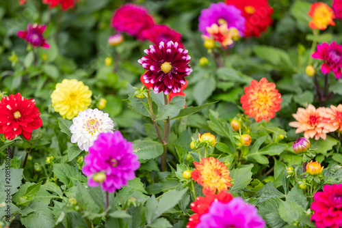 Colorful Dahlia Flowers Blooming in Summer Garden – Vibrant Floral Background with Selective Focus
