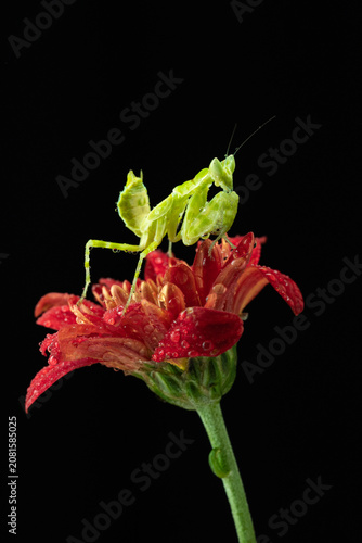 Macro photography of green praying mantis perched on a red flower covered with water droplets against a black background