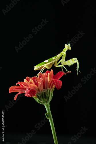 Macro photography of green praying mantis perched on a red flower covered with water droplets against a black background