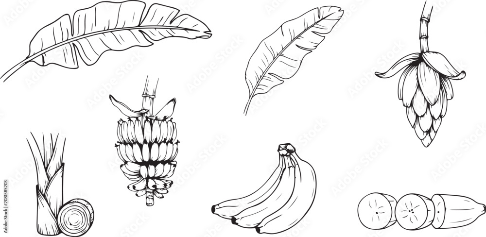 Obraz premium Banana fruit leaves blossom hand drawn retro illustration
