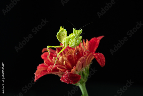 Macro photography of green praying mantis perched on a red flower covered with water droplets against a black background