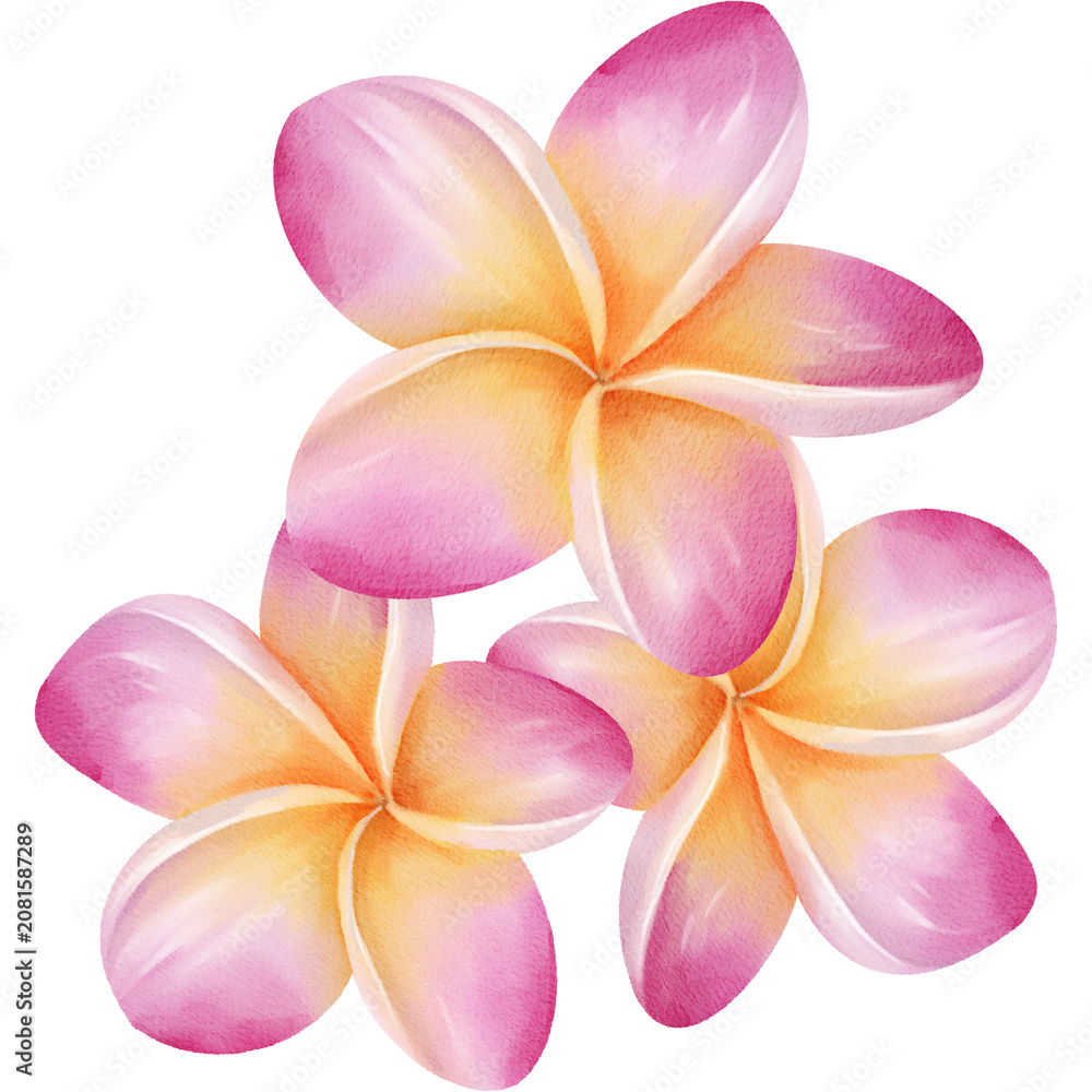 Fototapeta premium Plumeria Flowers Arrangement