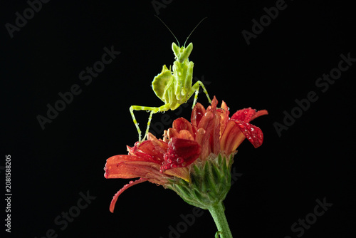 Macro photography of green praying mantis perched on a red flower covered with water droplets against a black background