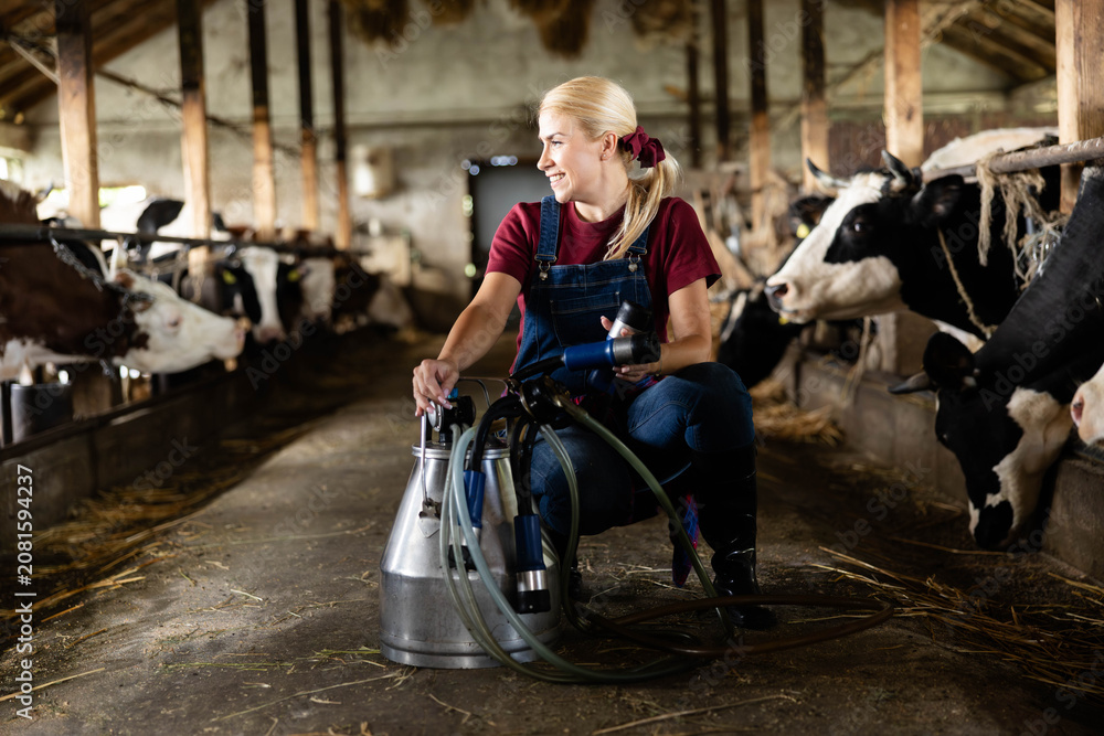 Obraz premium Young woman working in a barn, preparing a milking machine for cows, representing modern agriculture and dairy farming