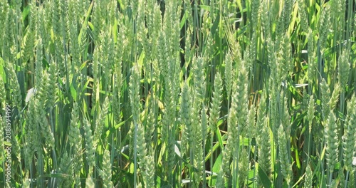Premium green wheat ears texture during milk dough stage filling with sap, organic crop pattern and agribusiness abstract video