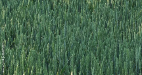 Elite green wheat in grain filling stage ripening under soft sunlight, premium crop health and agricultural selection medium shot