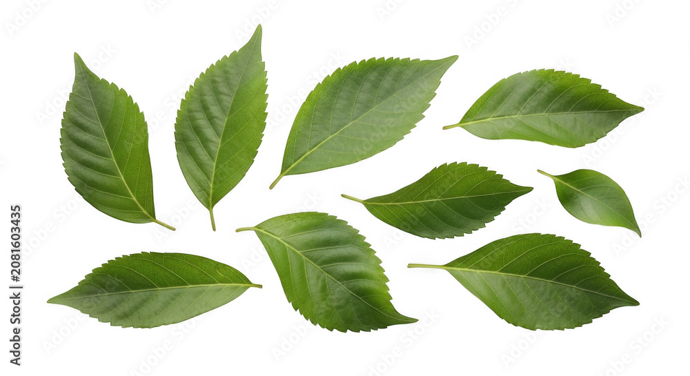 Fototapeta premium Various green cherry tree leaves with clear veins during daylight isolated on transparent background