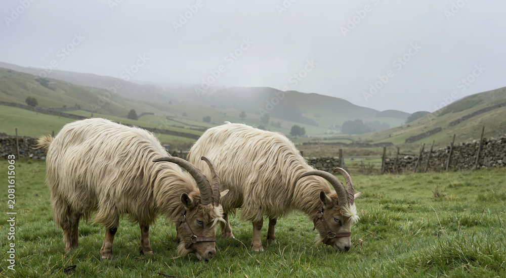 Fototapeta premium Two shaggy goats with large horns grazing on green grass. Animals wearing halters in a foggy morning valley with stone walls. Year of the goat