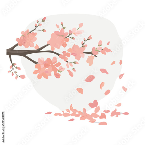 Cherry blossom branch with falling petals vector illustration