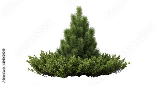 Conifer shrub and pine seedling growing in lush green foliage isolated on transparent background