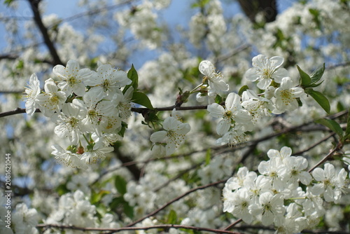 Fotografie Five-petales white flowers of cherry tree in April