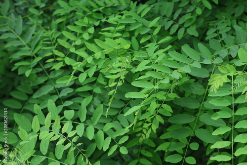 Fresh Green Pinnate Leaves of Black Locust Tree Under Bright Sunlight