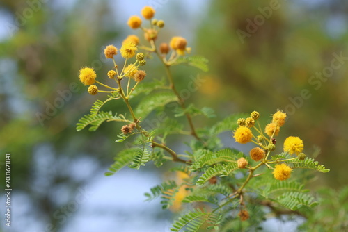 Bright yellow flower puffballs and green feathery foliage of a sweet acacia (Vachellia farnesiana) branch close up