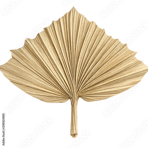 Dried Palm Leaf