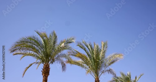 Slow motion footage of tall palm trees against a vibrant blue sky with tropical atmosphere natural symmetry and generous copy space for travel and summer themed designs