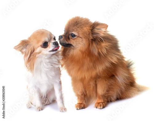 pomeranian and chihuahua in studio