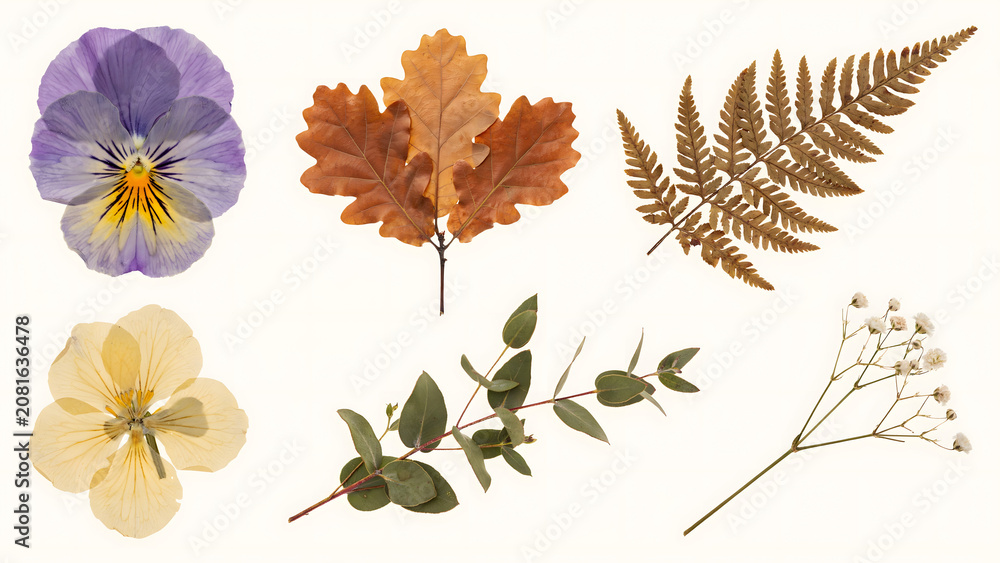 Fototapeta premium Assortment of dried pressed flowers and foliage including pansy oak leaf fern eucalyptus and babys breath on white background