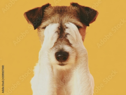 Funny Dog Covering Eyes With Paws on Yellow Background.
