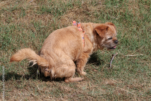 Fotografía Perro en postura de defecar en el campo, Bocairent, España