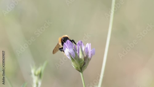 Abeja silvestre Dasypoda hirtipes recolectando néctar en una flor silvestre del parque natural Sierra de Mariola, Bocairent, España