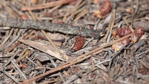 Avispa excavadora Ammophila sobre hojarasca de pino antes de volar, Bocairent, España