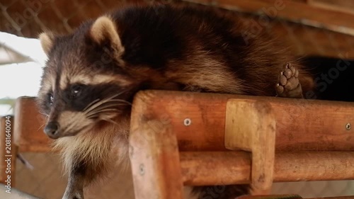Sleepy raccoon with thick fur rests on a wooden beam, turning its head and looking around