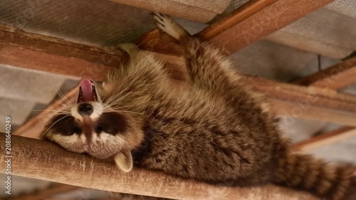 Cute fluffy raccoon lying upside down on wooden beams under a roof, yawning and looking at the camera